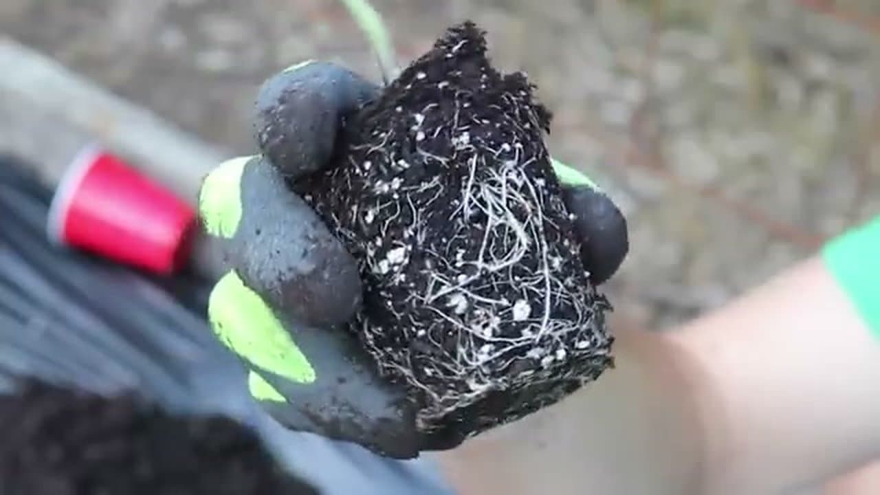 Step 5: Step 5: Strip the Lower Branches