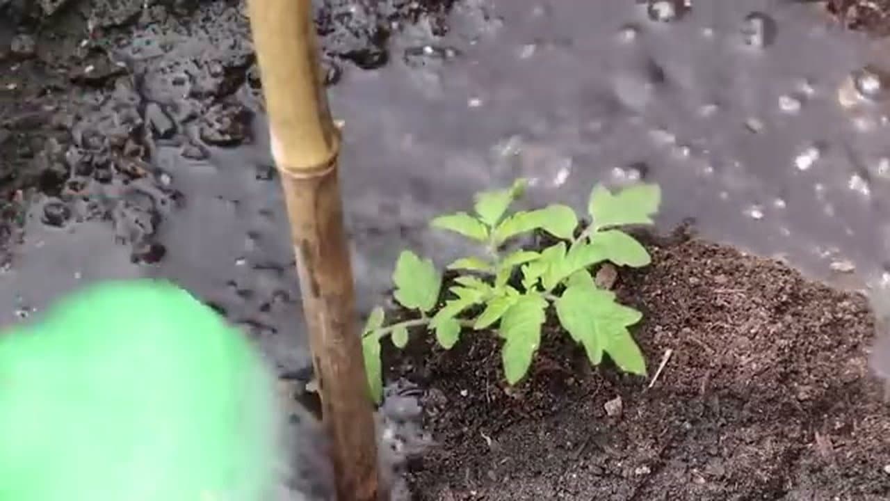 Step 6: Step 6: Plant Deep and Water In