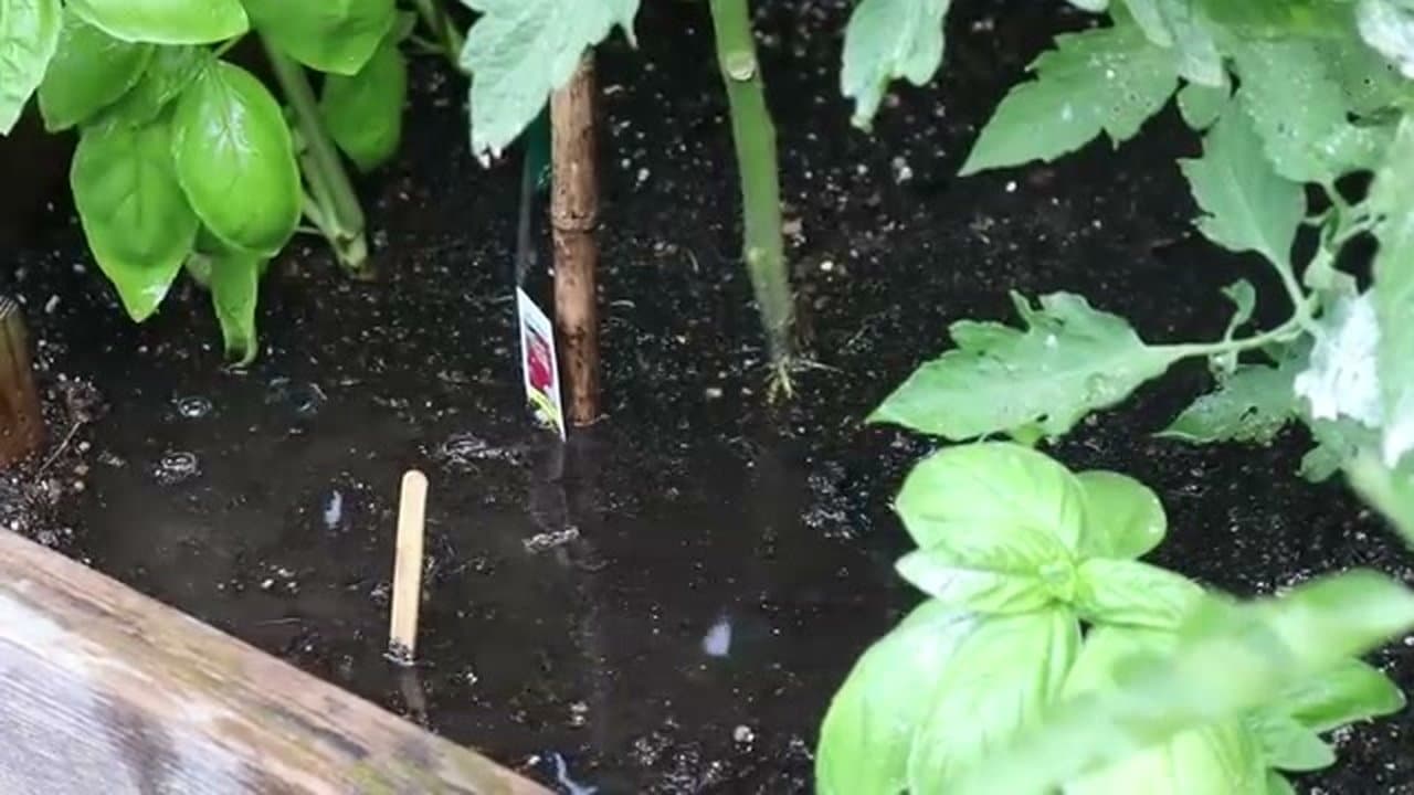 The finished result: How to Plant Tomatoes: 8-Step Beginner Guide