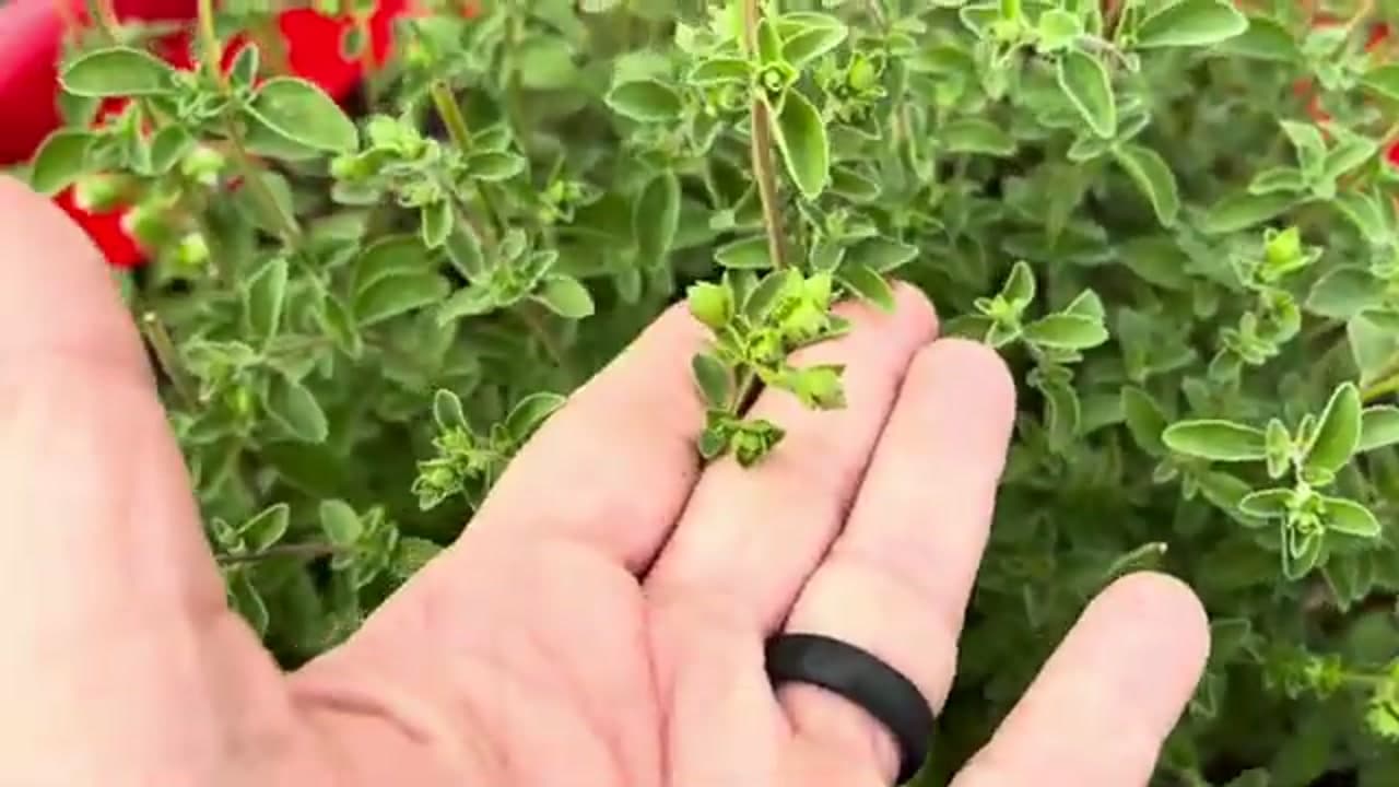 Step 1: Step 1: Harvest Before It Flowers