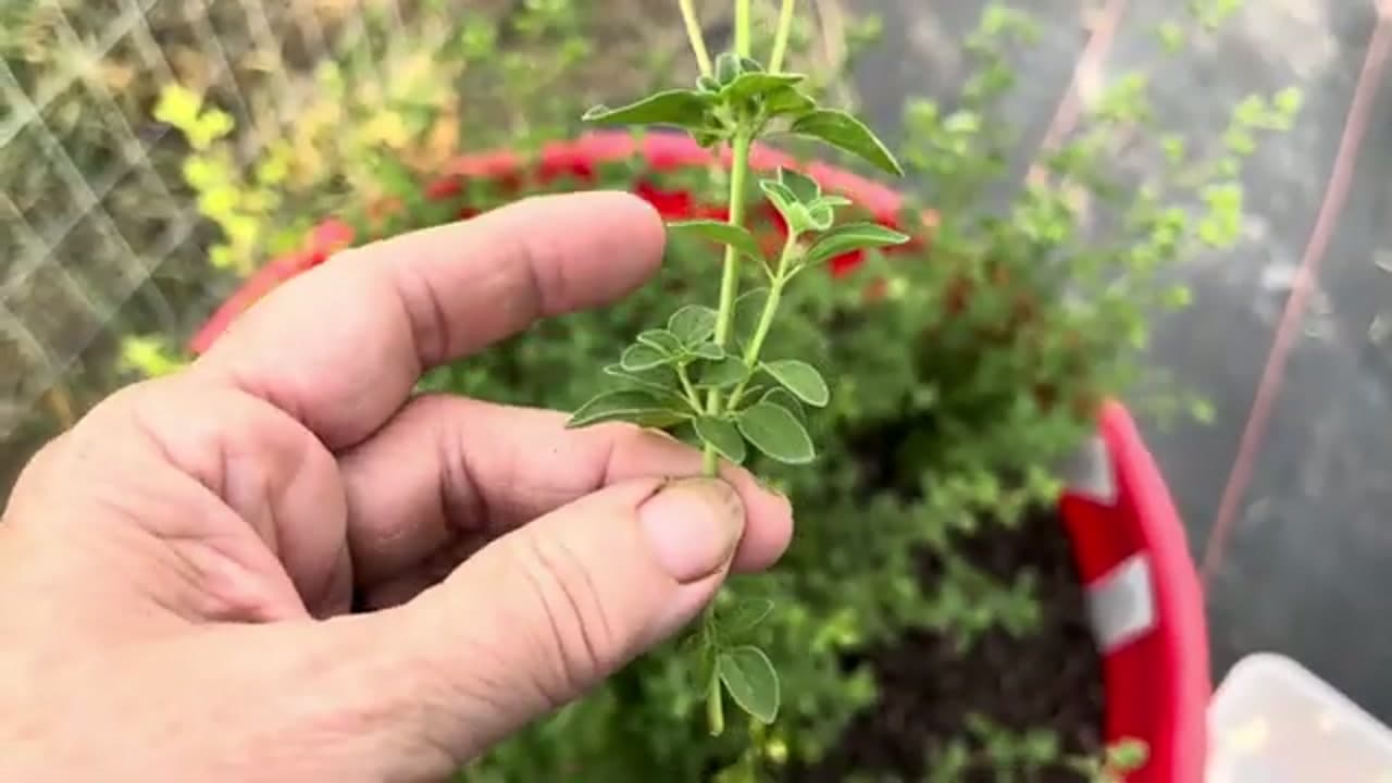 Step 2: Step 2: Find the Flower-Free Sprigs