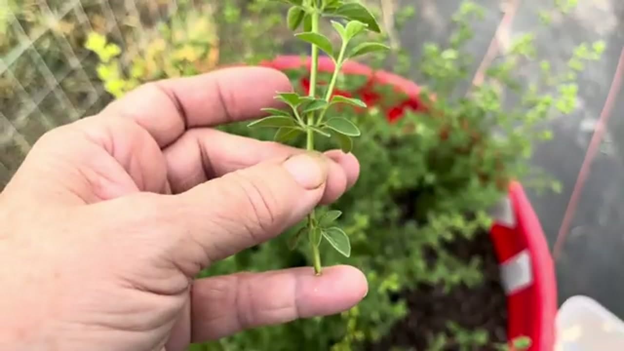 Step 3: Step 3: Cut Above a Leaf Node