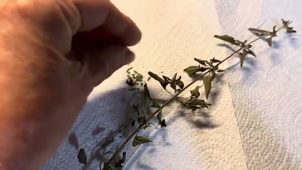 Step 6: Step 6: Strip the Leaves Off the Stems