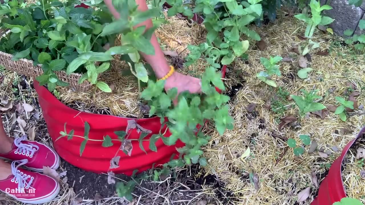 Step 5: Step 5: Chop a Woody Plant Back to the Base
