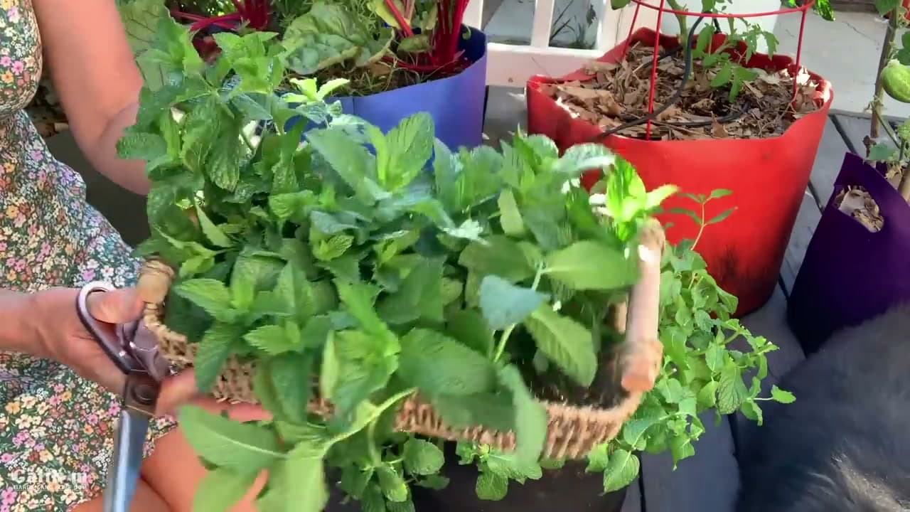 The finished result: How to Harvest Mint to Keep It Bushy