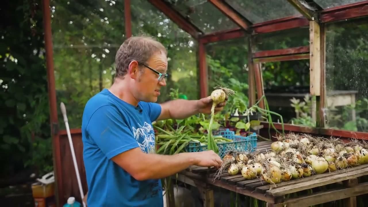 Step 6: Step 6: Lay the Onions Out to Cure for 2 to 4 Weeks