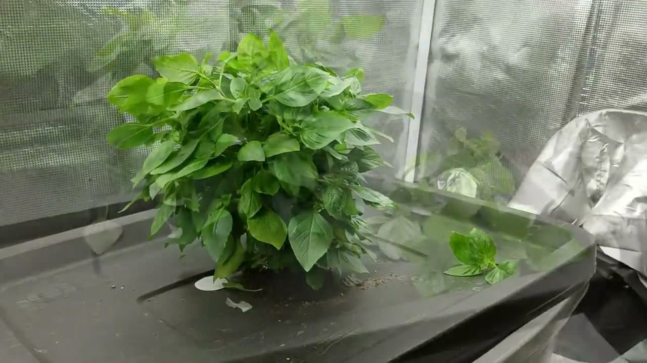 The finished result: How to Harvest Basil (Without Killing Your Plant)