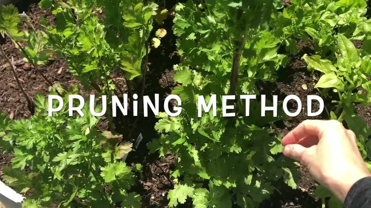 Step 3: Step 3: Or Prune the Tops to the Branch Point