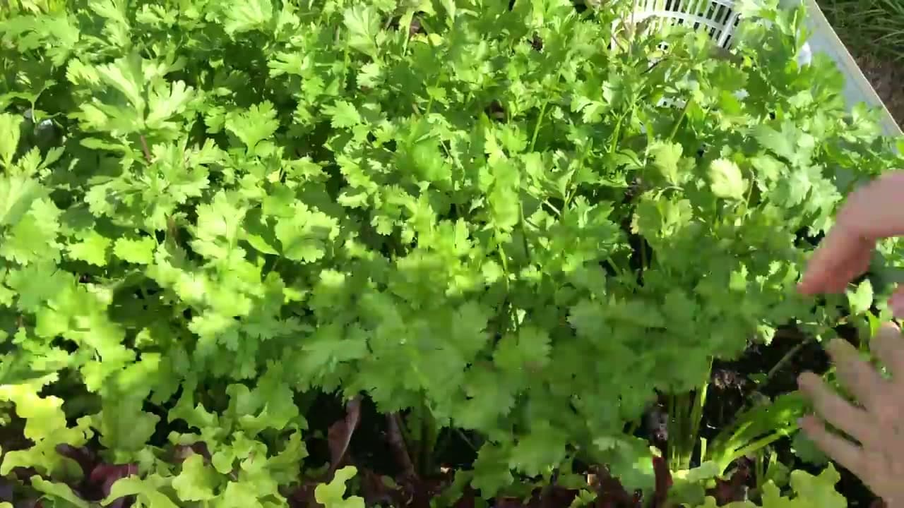The finished result: How to Harvest Cilantro (Without It Bolting)