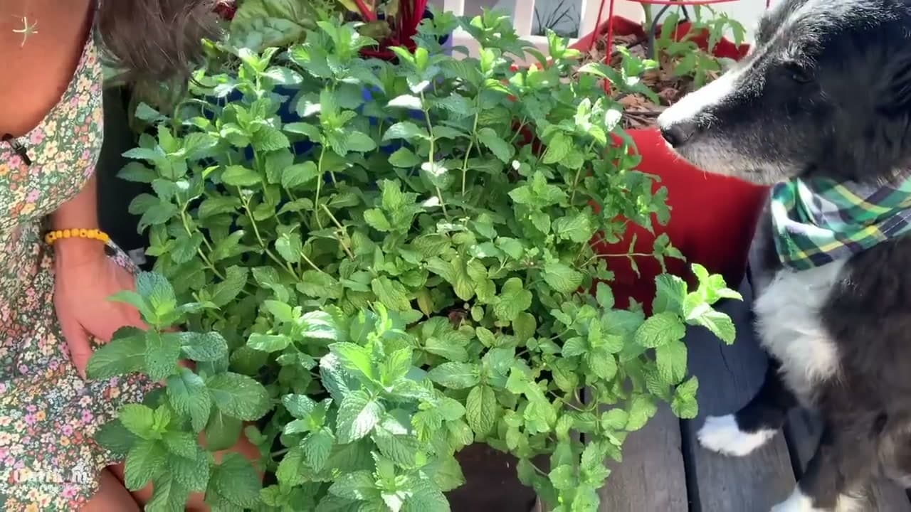 Step 2: Step 2: Harvest Before It Flowers