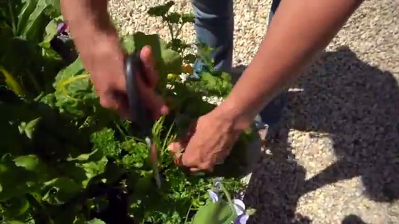 Step 3: Step 3: Cut the Whole Stem Low