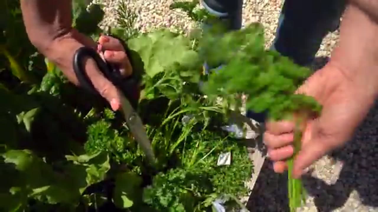 Step 5: Step 5: Spread the Harvest Across a Few Plants