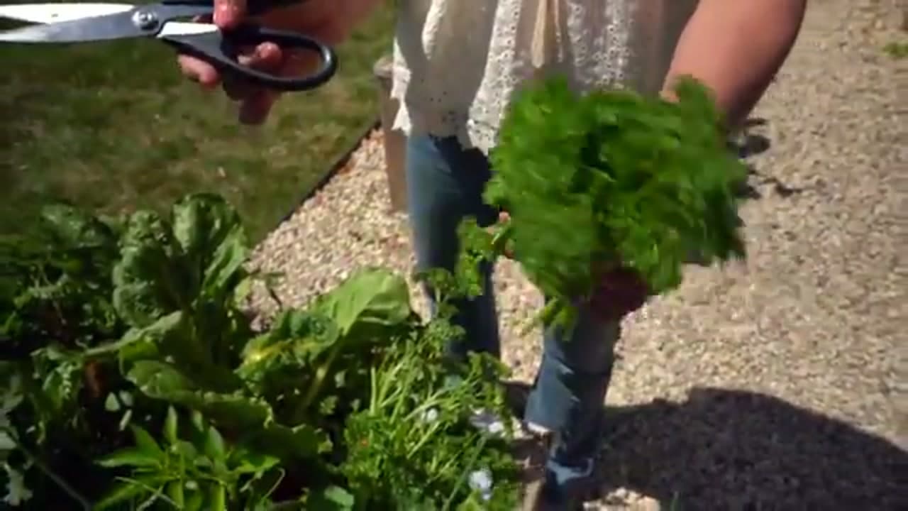 The finished result: How to Harvest Parsley So It Keeps Growing