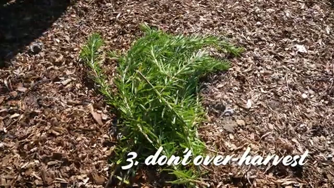 Step 4: Step 4: Don't Over-Harvest