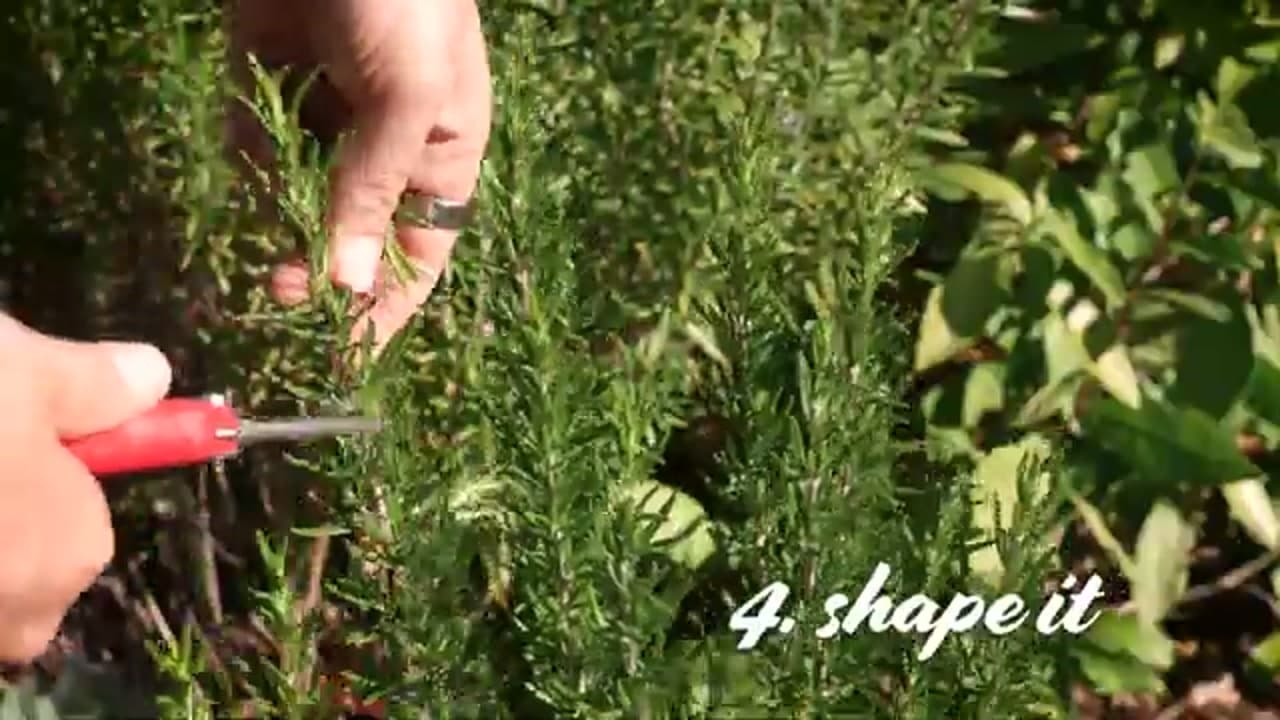 Step 5: Step 5: Cut the Green Tips for Cooking