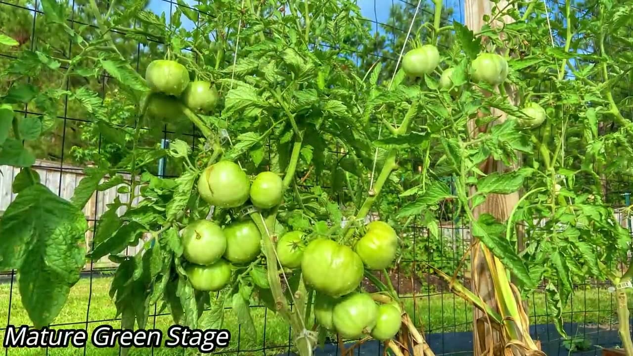 Step 2: Learn the Six Stages of Tomato Ripening