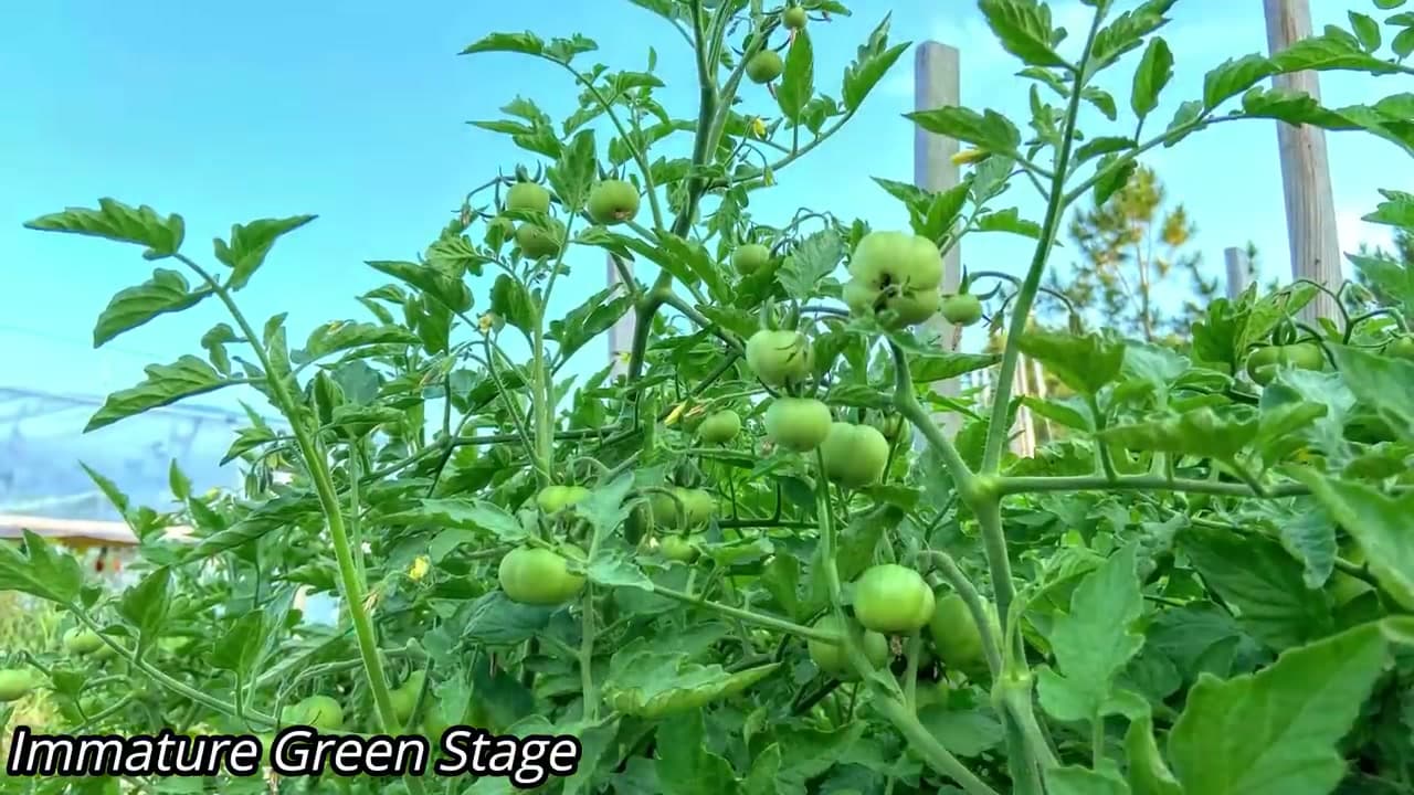 The finished result: How to Harvest Tomatoes (When and How to Pick for Best Flavor)