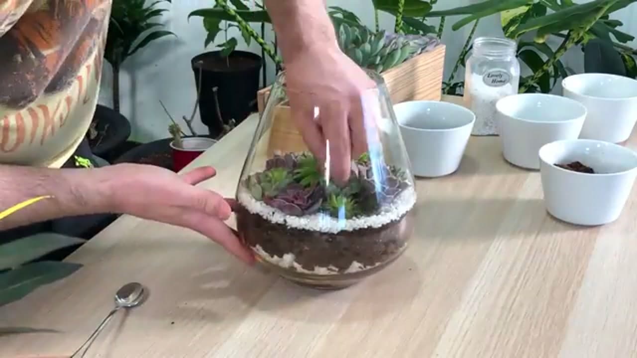 Step 5: Step 5: Plant the Succulents