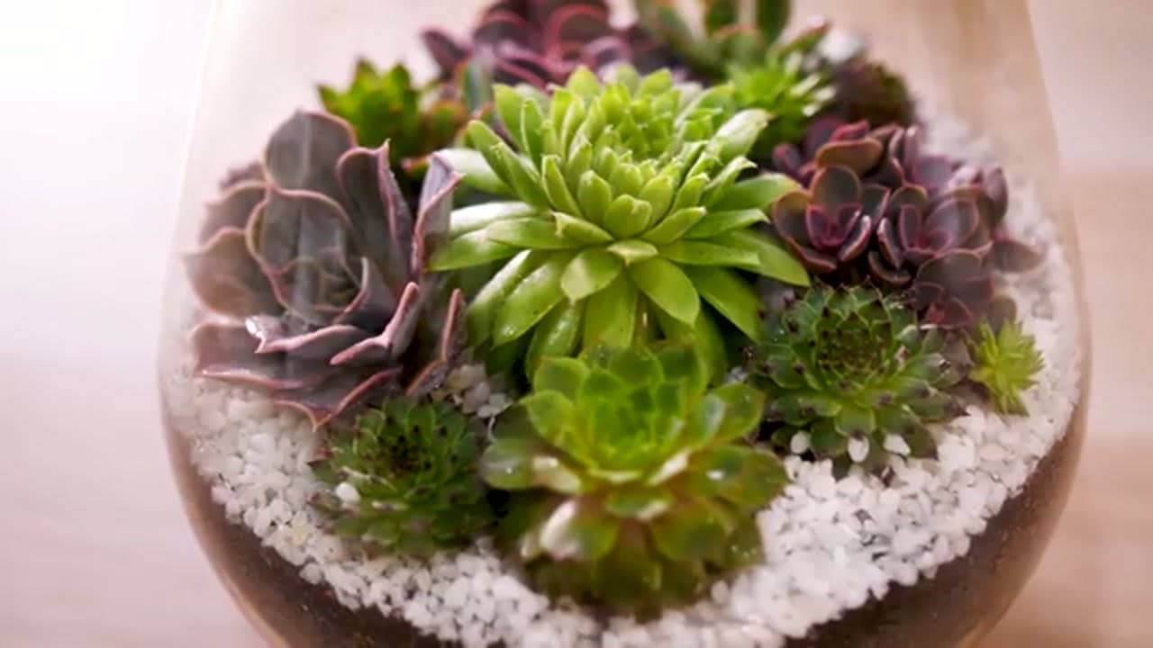 Step 6: Step 6: Admire the Finished Terrarium