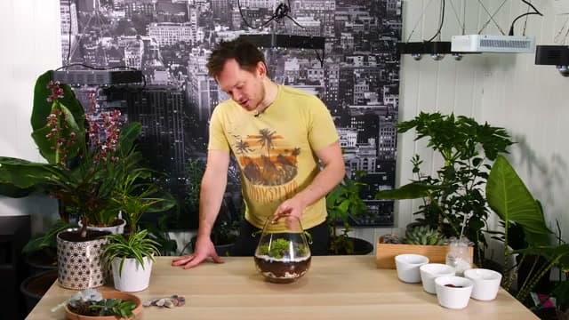 The finished result: How to Make a Succulent Terrarium