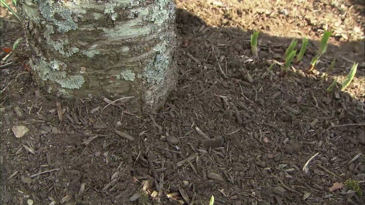Step 3: Step 3: Clear mulch volcanoes from tree trunks