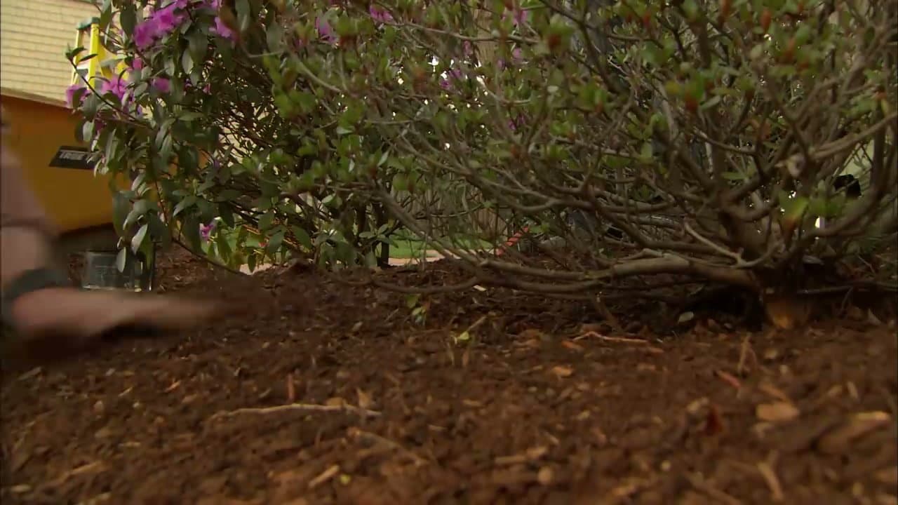 The finished result: How to Mulch a Flower Bed
