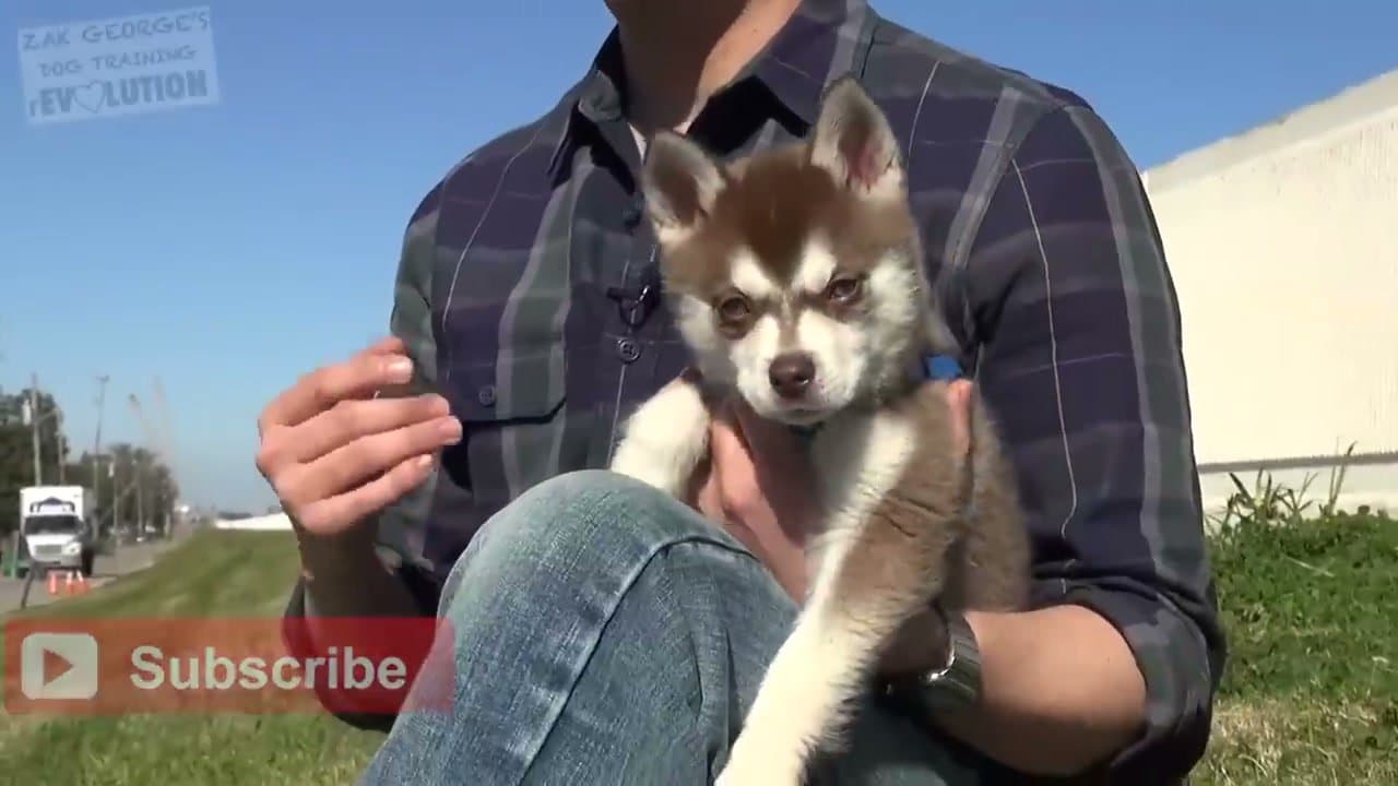 Step 1: Feed on a Consistent Schedule