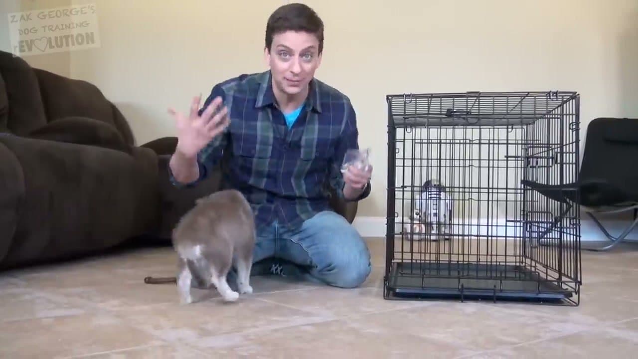 Step 3: Introduce the Crate Gradually