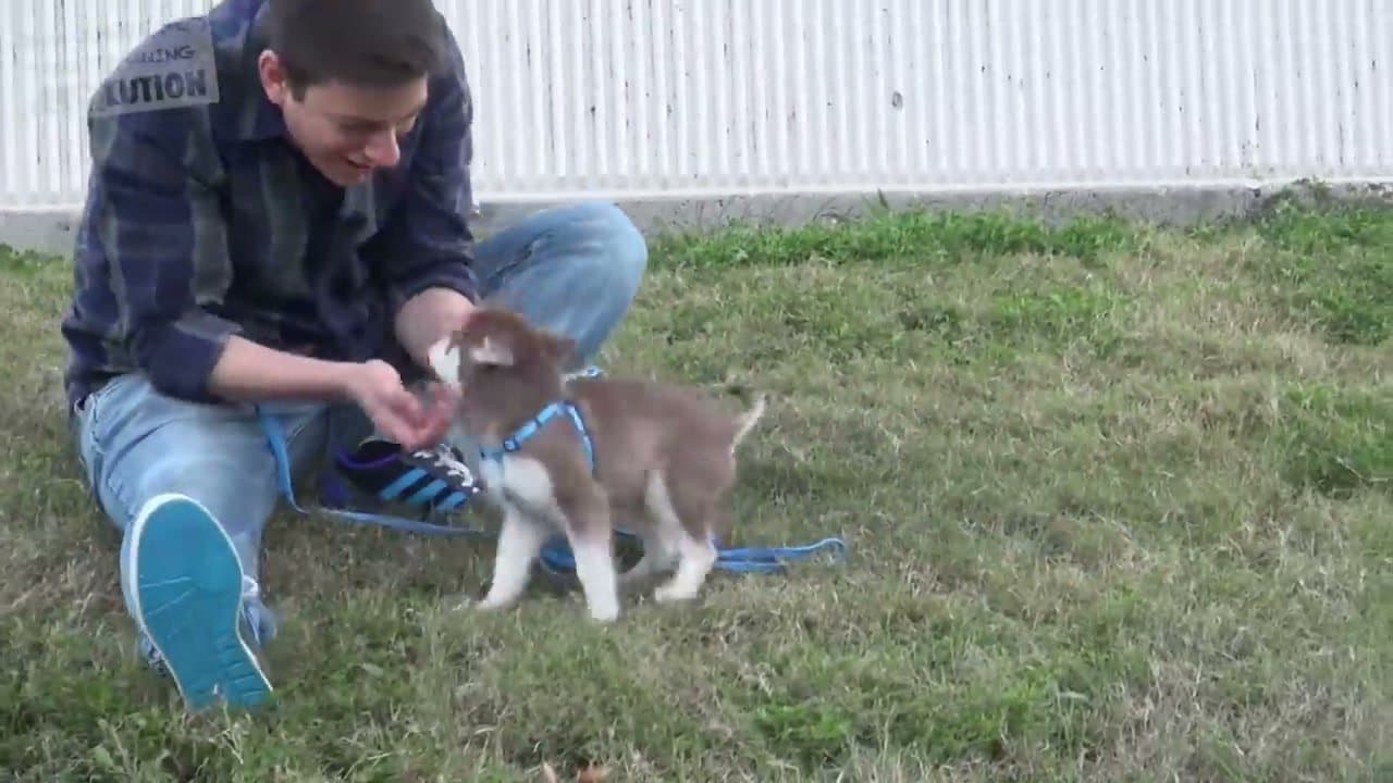 How to Potty Train a Puppy