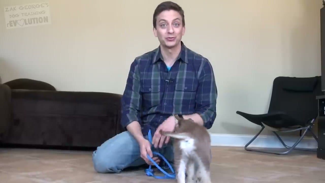 The finished result: How to Potty Train a Puppy