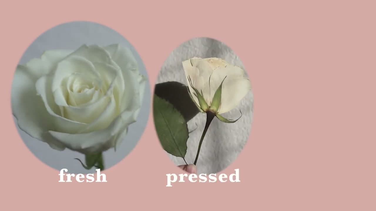 Step 1: Step 1: Choose Fresh Roses and Understand the Two Methods