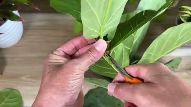 Step 4: Step 4: Trim the Leaves Down