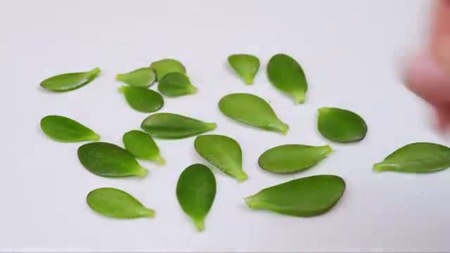 Step 4: Step 4: Let the Cuttings Callus Over