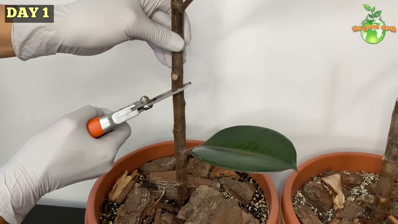 Step 1: Step 1: Cut a Long Stem Below a Node