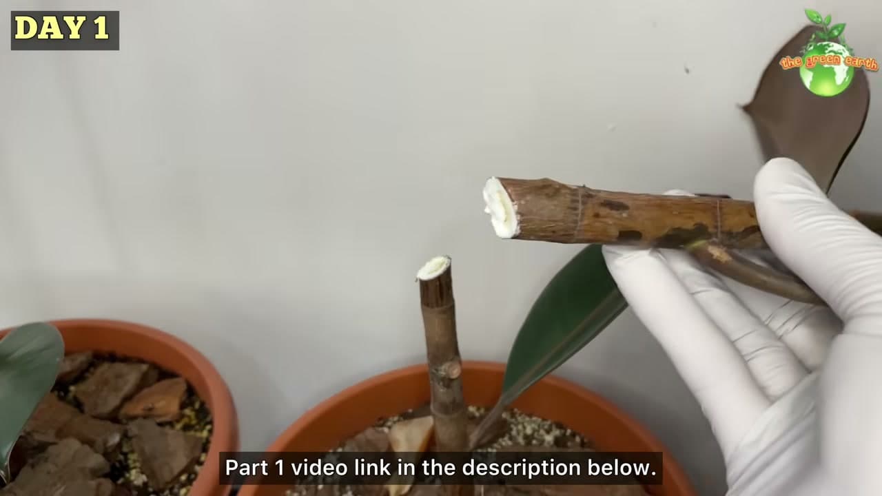 Step 2: Step 2: Let the Milky Sap Stop Flowing