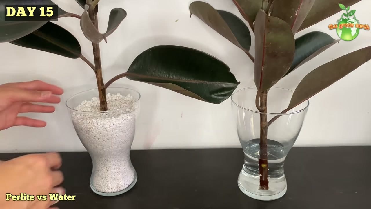 Step 3: Step 3: Stand the Cutting in Water and Perlite
