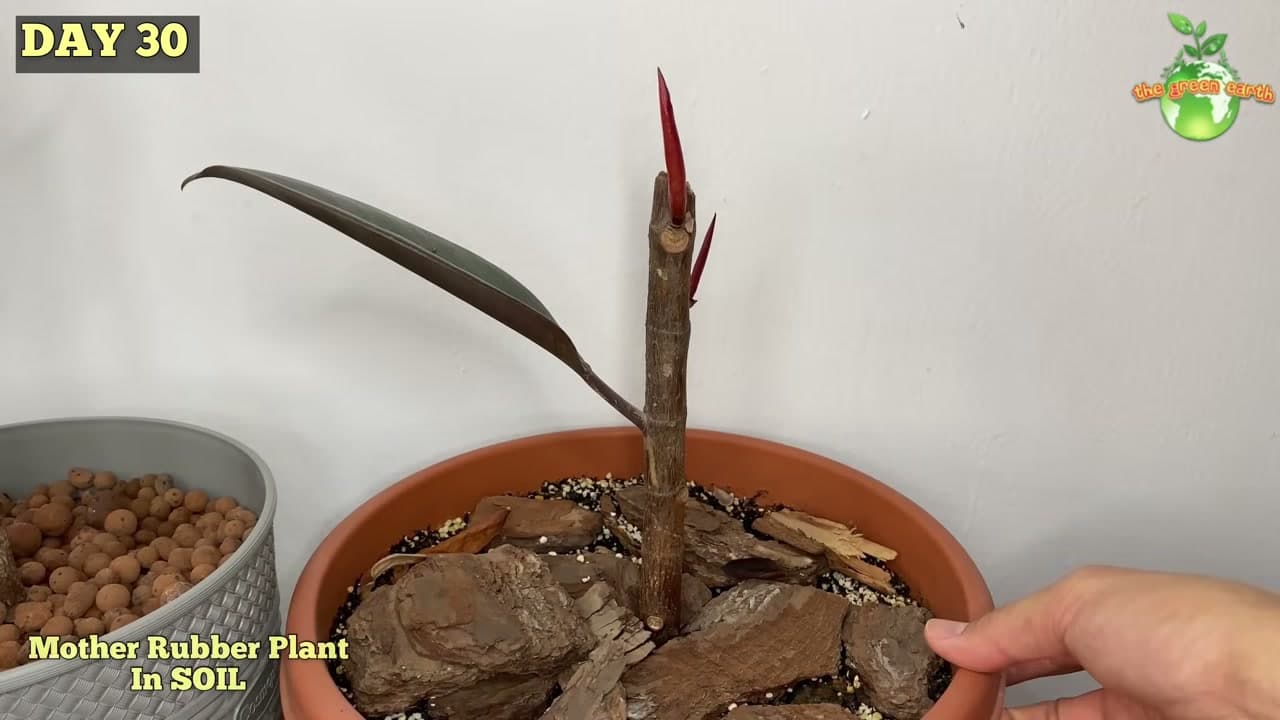 Step 4: Step 4: Give It Warmth, Light, and Patience