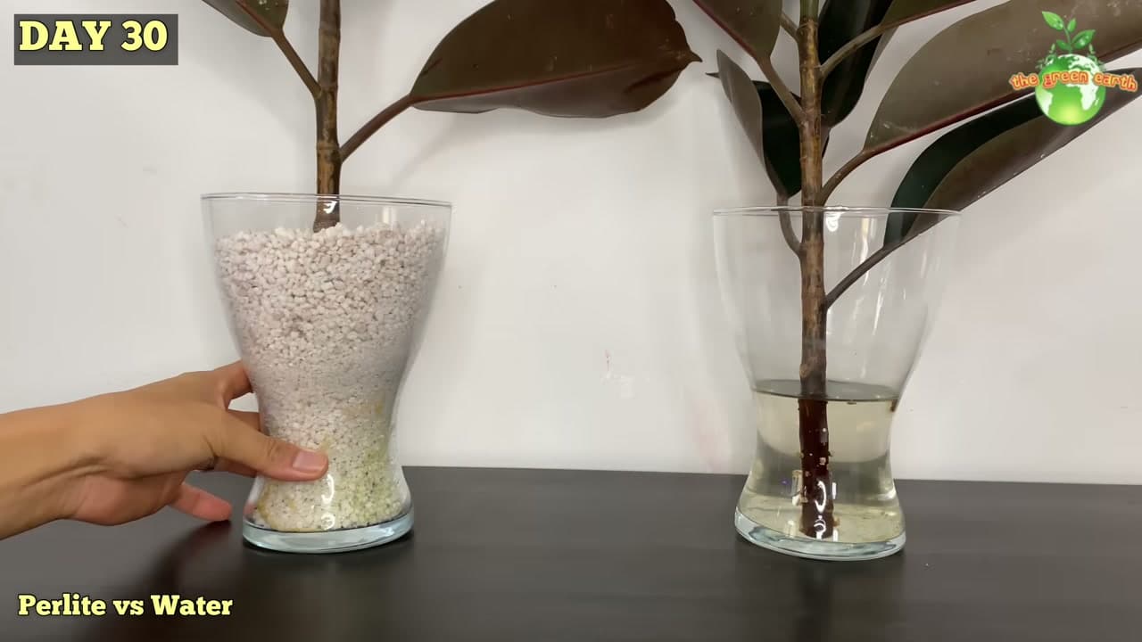 Step 5: Step 5: Watch for Roots at the Base