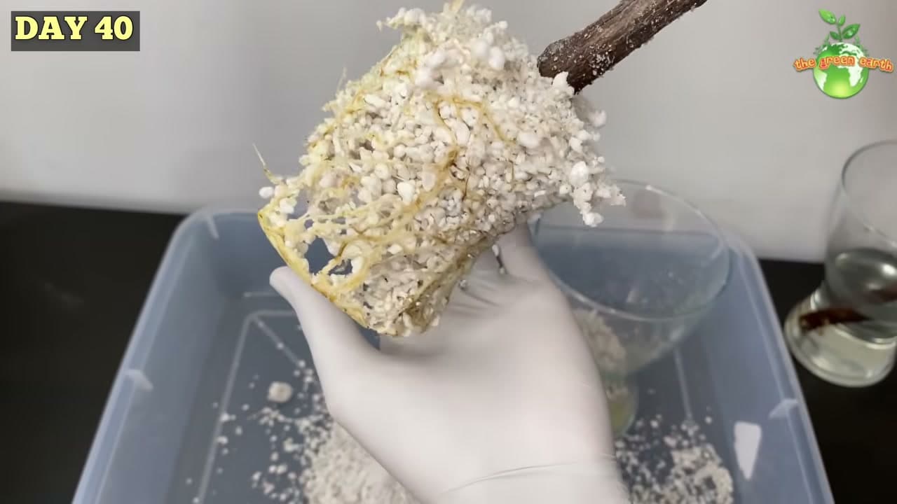 Step 6: Step 6: Lift the Cutting and Check the Roots
