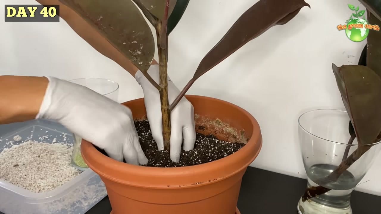 The finished result: How to Propagate a Rubber Plant from Stem Cuttings