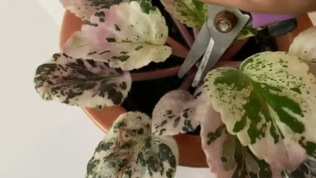 Step 1: Step 1: Cut a Few Outer Leaves
