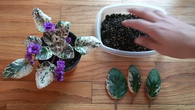 Step 2: Step 2: Fill a Lidded Container with Soil