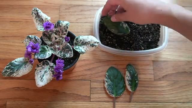 Step 3: Step 3: Tuck the Leaf Stems into the Soil