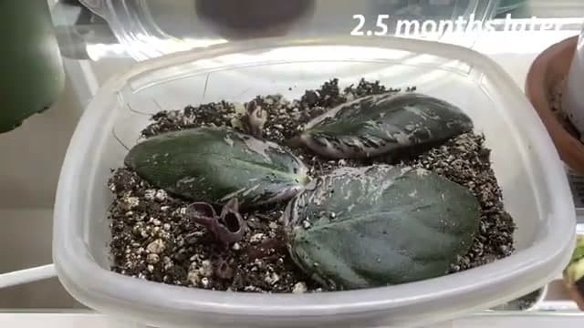 Step 5: Step 5: Wait for Baby Plantlets to Appear