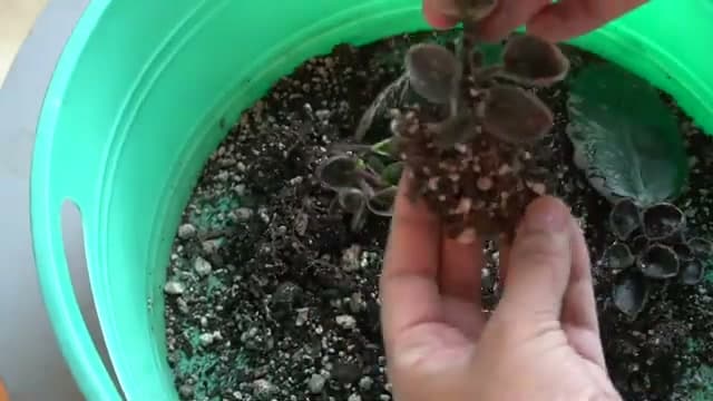 Step 6: Step 6: Separate and Pot Up the New Plants