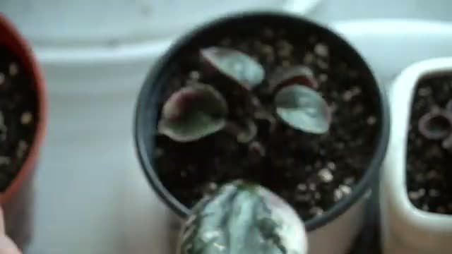 The finished result: How to Propagate an African Violet (Leaf Cuttings in Soil)