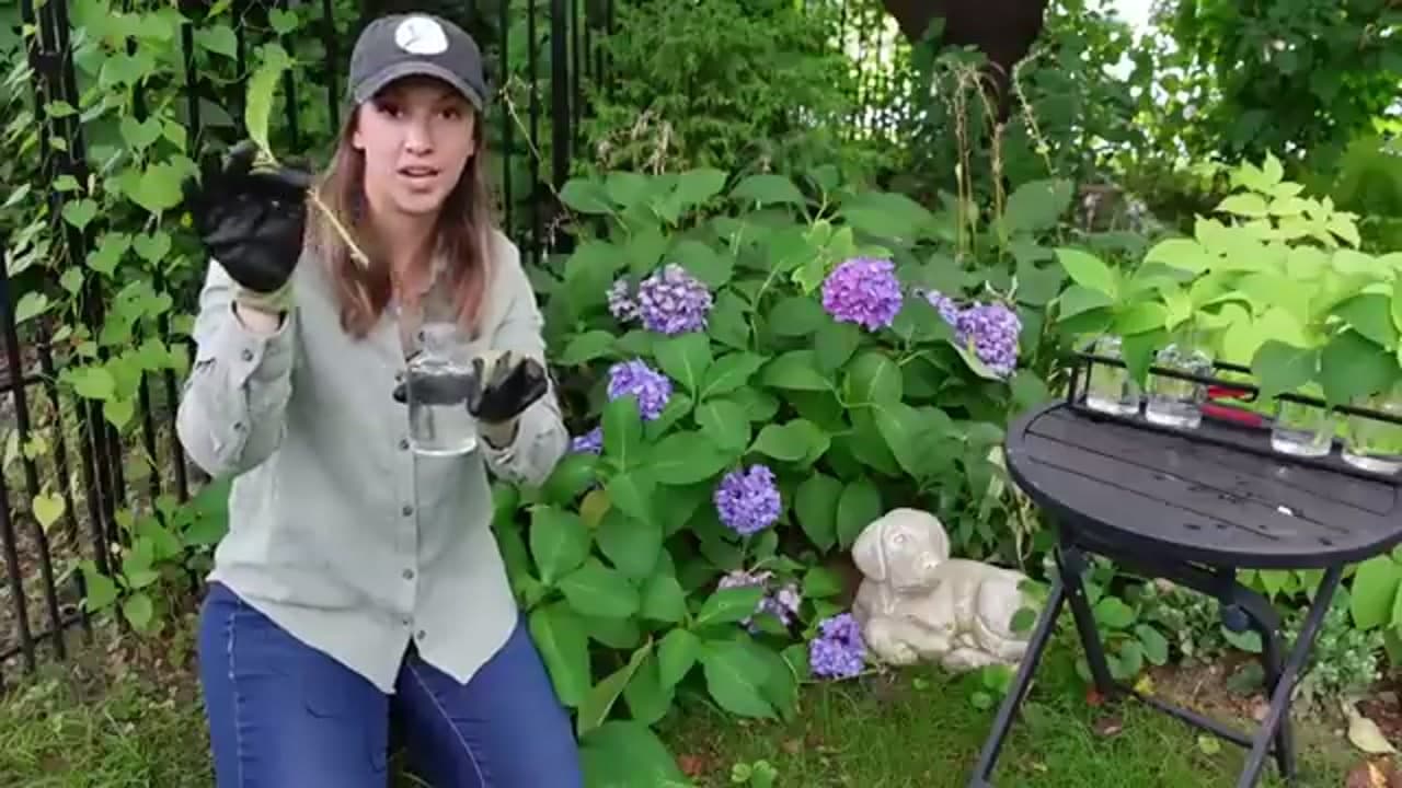 Step 4: Step 4: Trim the Leaves Down