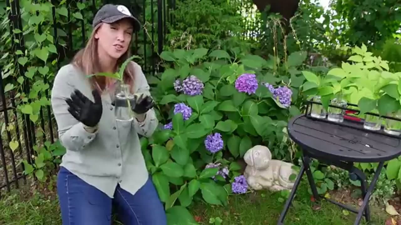 Step 5: Step 5: Root the Cuttings in Water