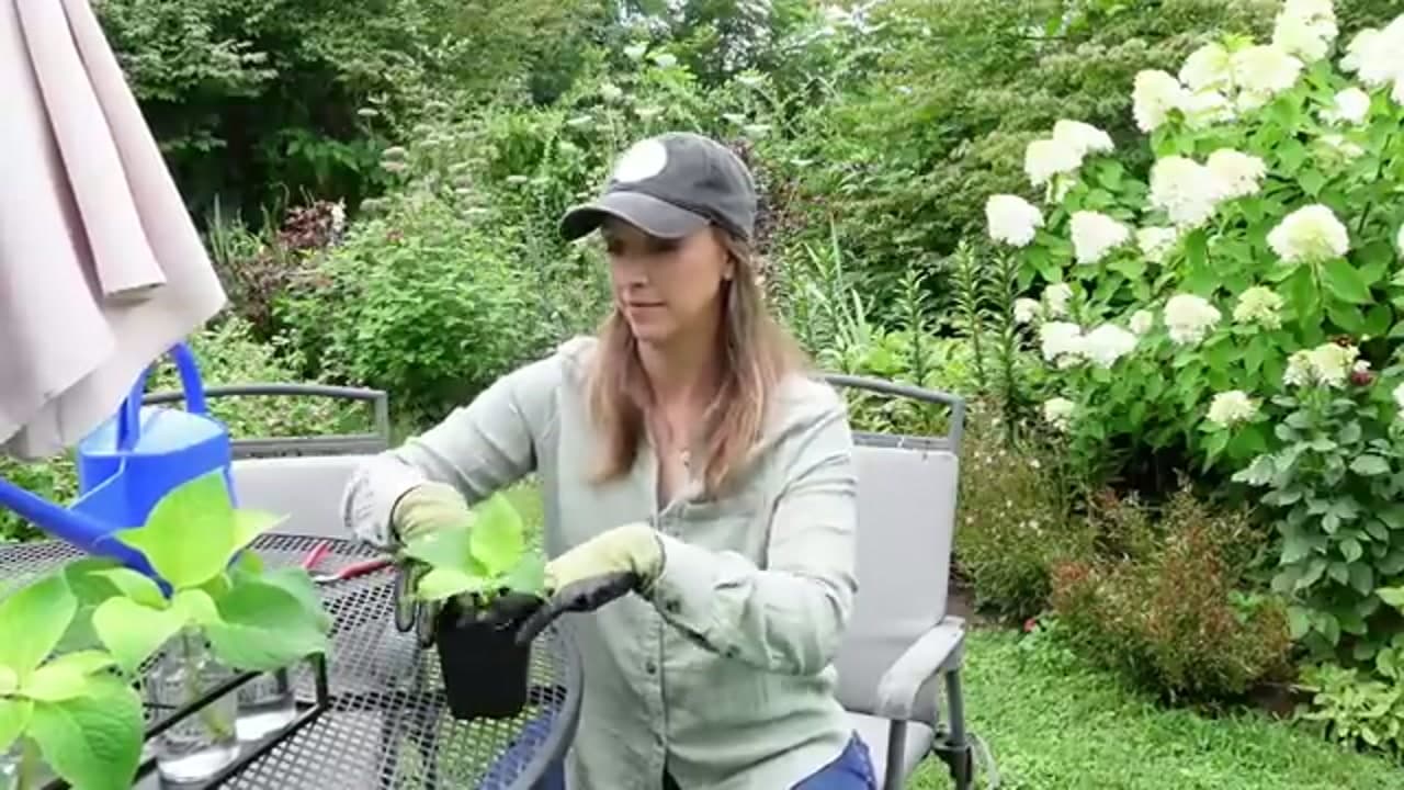 Step 6: Step 6: Pot Up Once Roots Appear