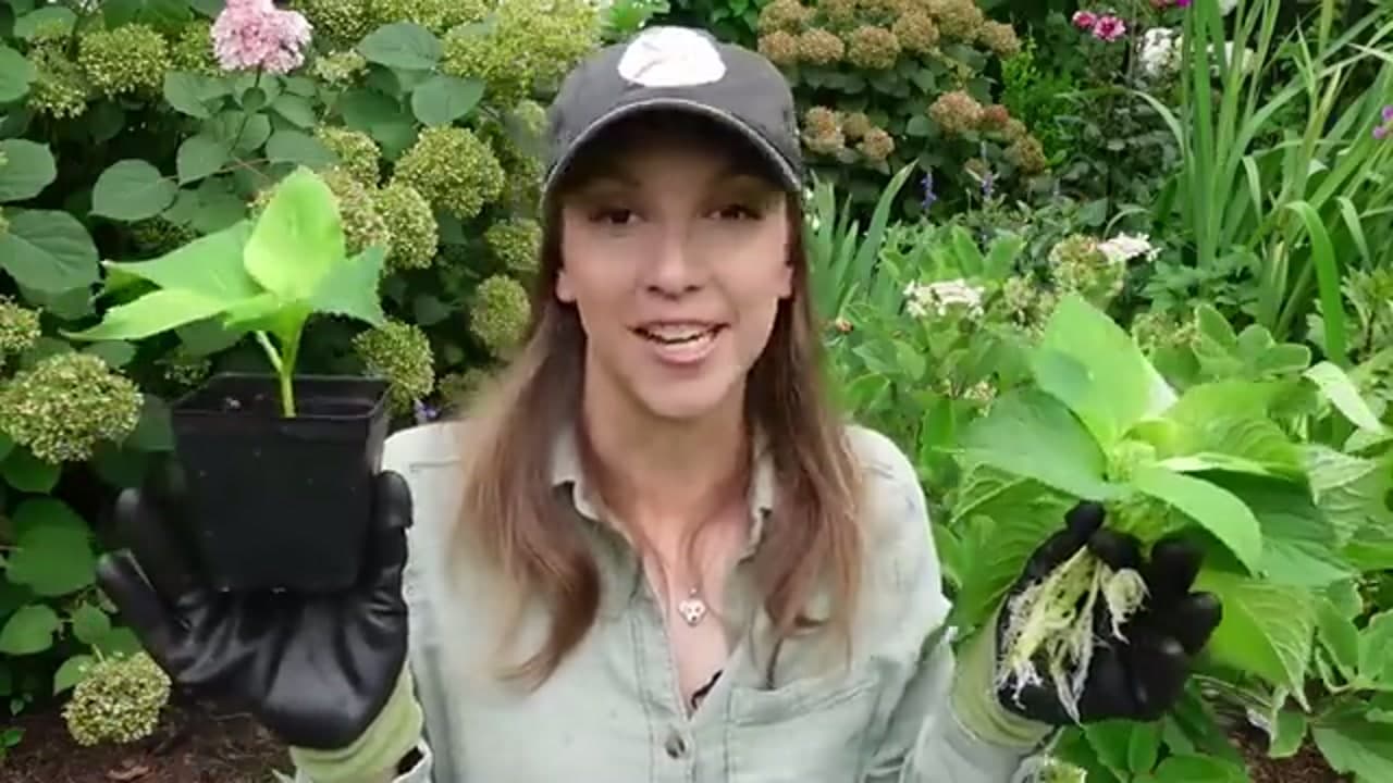 Step 7: Step 7: Grow It On Into a Baby Shrub